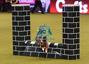 Crufts 2019 - Day Four, NEC, UK - 10 Mar 2019