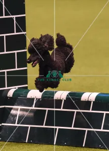 Crufts 2019 - Day Four, NEC, UK - 10 Mar 2019