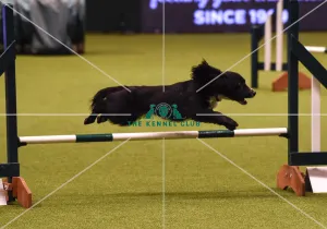 Crufts 2019 - Day Four, NEC, UK - 10 Mar 2019