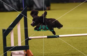 Crufts 2019 - Day Four, NEC, UK - 10 Mar 2019