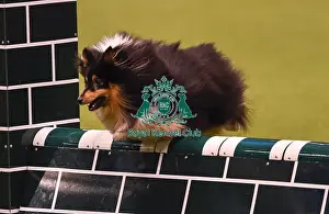 Crufts 2019 - Day Four, NEC, UK - 10 Mar 2019