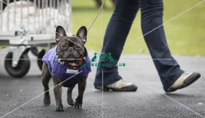 Crufts 2019 - Day Four, NEC, UK - 10 Mar 2019