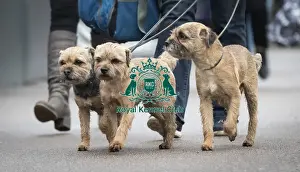 Crufts 2019 - Day Four, NEC, UK - 10 Mar 2019