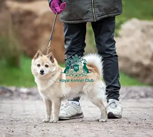 Crufts 2019 - Day Four, NEC, UK - 10 Mar 2019