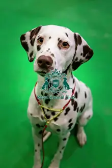 Crufts 2019 - Day Four, NEC, UK - 10 Mar 2019