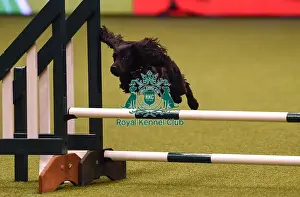 Crufts 2019 - Day Four, NEC, UK - 10 Mar 2019