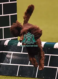 Crufts 2019 - Day Four, NEC, UK - 10 Mar 2019