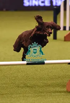 Crufts 2019 - Day Four, NEC, UK - 10 Mar 2019