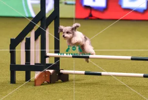 Crufts 2019 - Day Four, NEC, UK - 10 Mar 2019