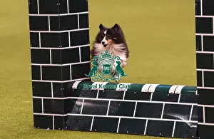 Crufts 2019 - Day Four, NEC, UK - 10 Mar 2019