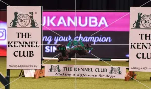 Crufts 2019 - Day Four, NEC, UK - 10 Mar 2019