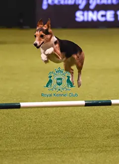 Crufts 2019 - Day Four, NEC, UK - 10 Mar 2019