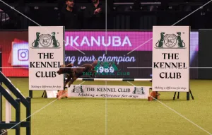 Crufts 2019 - Day Four, NEC, UK - 10 Mar 2019