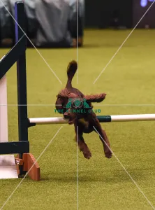 Crufts 2019 - Day Four, NEC, UK - 10 Mar 2019