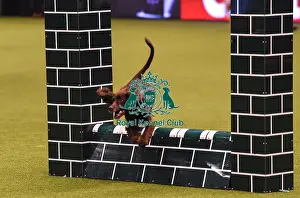 Crufts 2019 - Day Four, NEC, UK - 10 Mar 2019