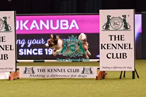 Crufts 2019 - Day Four, NEC, UK - 10 Mar 2019