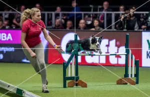 Crufts 2019 - Day One, NEC, UK - 7 Mar 2019