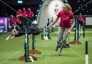 Crufts 2019 - Day One, NEC, UK - 7 Mar 2019