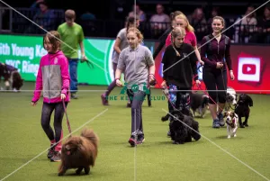 Crufts 2019 - Day One, NEC, UK - 7 Mar 2019