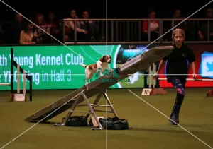 Crufts 2019 - Day One, NEC, UK - 7 Mar 2019