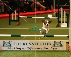 Crufts 2019 - Day One, NEC, UK - 7 Mar 2019