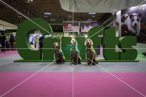 Crufts 2019 - Day Three, NEC, UK - 9 Mar 2019