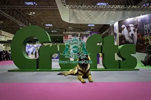 German Shepherd Dog Prints: Crufts 2019 - Day One, NEC, UK - 7 Mar 2019