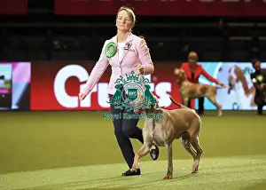 Gundog Group Judging Prints: Crufts 2019 - Day One, NEC, UK - 7 Mar 2019
