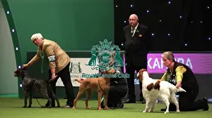 Gundog Group Judging Prints: Crufts 2019 - Day One, NEC, UK - 7 Mar 2019