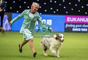 Junior Warrant Final Prints: Crufts 2019 - Day One, NEC, UK - 7 Mar 2019