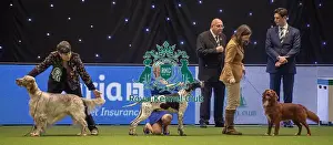 Junior Warrant Final Prints: Crufts 2019 - Day One, NEC, UK - 7 Mar 2019