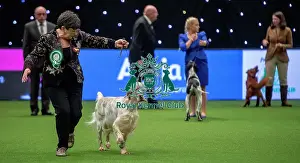 Junior Warrant Final Prints: Crufts 2019 - Day One, NEC, UK - 7 Mar 2019