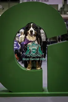 Bernese Mountain Dog Prints: Crufts 2019 - Day One, NEC, UK - 7 Mar 2019