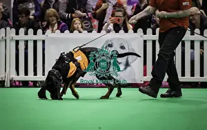 Crufts 2019 - Day One, NEC, UK - 7 Mar 2019