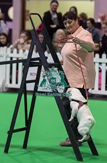 Crufts 2019 - Day One, NEC, UK - 7 Mar 2019