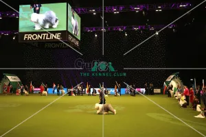 Crufts 2019 - Day One, NEC, UK - 7 Mar 2019