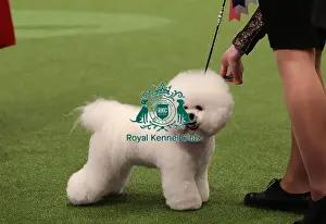 Eukanuba World Challenge Finals Prints: Crufts 2019 - Day One, NEC, UK - 7 Mar 2019