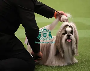 Eukanuba World Challenge Finals Prints: Crufts 2019 - Day One, NEC, UK - 7 Mar 2019