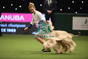 Eukanuba World Challenge Finals Prints: Crufts 2019 - Day One, NEC, UK - 7 Mar 2019