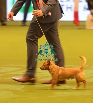 Eukanuba World Challenge Finals Prints: Crufts 2019 - Day One, NEC, UK - 7 Mar 2019