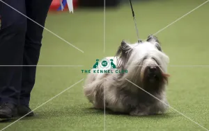 Crufts 2019 - Day One, NEC, UK - 7 Mar 2019