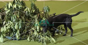 Crufts 2019 - Day One, NEC, UK - 7 Mar 2019