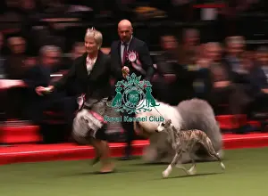 Eukanuba World Challenge Finals Prints: Crufts 2019 - Day One, NEC, UK - 7 Mar 2019