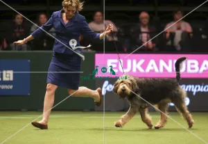 Crufts 2019 - Day One, NEC, UK - 7 Mar 2019