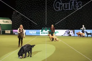 Crufts 2019 - Day One, NEC, UK - 7 Mar 2019