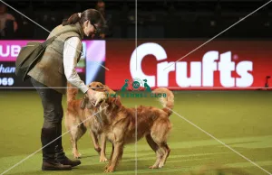 Crufts 2019 - Day One, NEC, UK - 7 Mar 2019