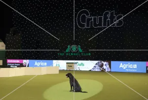 Crufts 2019 - Day One, NEC, UK - 7 Mar 2019