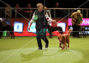 Crufts 2019 - Day One, NEC, UK - 7 Mar 2019