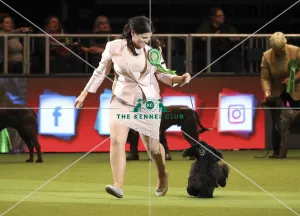 Crufts 2019 - Day One, NEC, UK - 7 Mar 2019