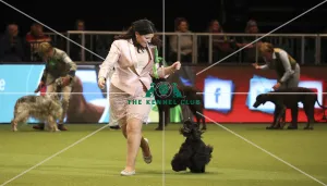 Crufts 2019 - Day One, NEC, UK - 7 Mar 2019